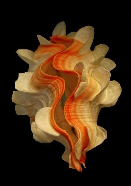Photo:  Giant Clam Shell 